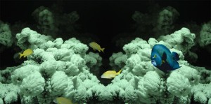 подводная одиссея Тамара